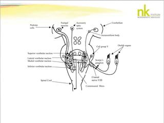 Cerebellum
Juxtarestiform body
Accessory
optic
system
Fastigal
neuronsPurkinje
cells
Superior vestibular nucleus
Lateral vestibular nucleus
Medial vestibular nucleus
Inferior vestibular nucleus
Spinal Cord
Commissural fibres
Cranial
nerve VIII
Scarpa’s
ganglion
Cell group Y
Otolith organs
 
