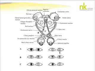 Extrastriate cortex
Striate cortex
Superior
colliculus
Olivary pretectal nucleus
Pulvinar
Dorsal lateral geniculate
nucleus
Edinger-Westphal
nucleus
Red nucleus
Oculomotor nucleus
Optic tract
C
B
A
Oculomotor nerve
Ciliary ganglion
To extraocular eye muscles
Short ciliary nerves
Ciliary muscle
Optic nerve
Lens
Sphincter pupillae
A
B
C
 