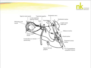 Hypothalamus
Oculomotor nerve
Oculomotor nucleus
Caudal central
subdivision
Abducens nucleus
Facial nucleus
Trigeminal sensory
nucleus
T1-T3 preganglionic
sympathetic neurons
Trigeminal ganglion
Skull
Levator palpebrae
superioris muscle
Superior tarsal muscle
Orbicularis oculi
muscle
Inferior tarsal
muscle
Carotid plexus on internal
carotid artery
Superior cervical
ganglion
 