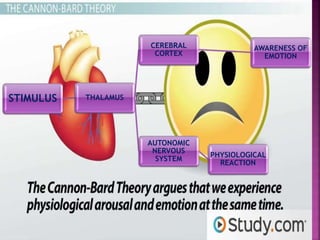 STIMULUS THALAMUS
CEREBRAL
CORTEX
AWARENESS OF
EMOTION
AUTONOMIC
NERVOUS
SYSTEM
PHYSIOLOGICAL
REACTION
 
