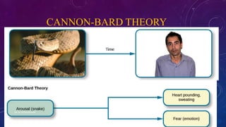 CANNON-BARD THEORY
DR. M. JOTHILAKSHMI 13
 
