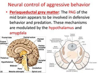Neural control of aggressive behavior
• Periaqueductal grey matter: The PAG of the
mid brain appears to be involved in defensive
behavior and predation. These mechanisms
are modulated by the hypothalamus and
amygdala
 
