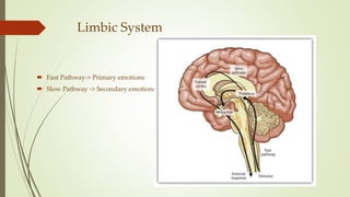 Limbic System
 Fast Pathway-> Primary emotions
 Slow Pathway -> Secondary emotions
 
