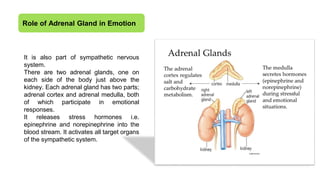 Role of Adrenal Gland in Emotion
It is also part of sympathetic nervous
system.
There are two adrenal glands, one on
each side of the body just above the
kidney. Each adrenal gland has two parts;
adrenal cortex and adrenal medulla, both
of which participate in emotional
responses.
It releases stress hormones i.e.
epinephrine and norepinephrine into the
blood stream. It activates all target organs
of the sympathetic system.
 