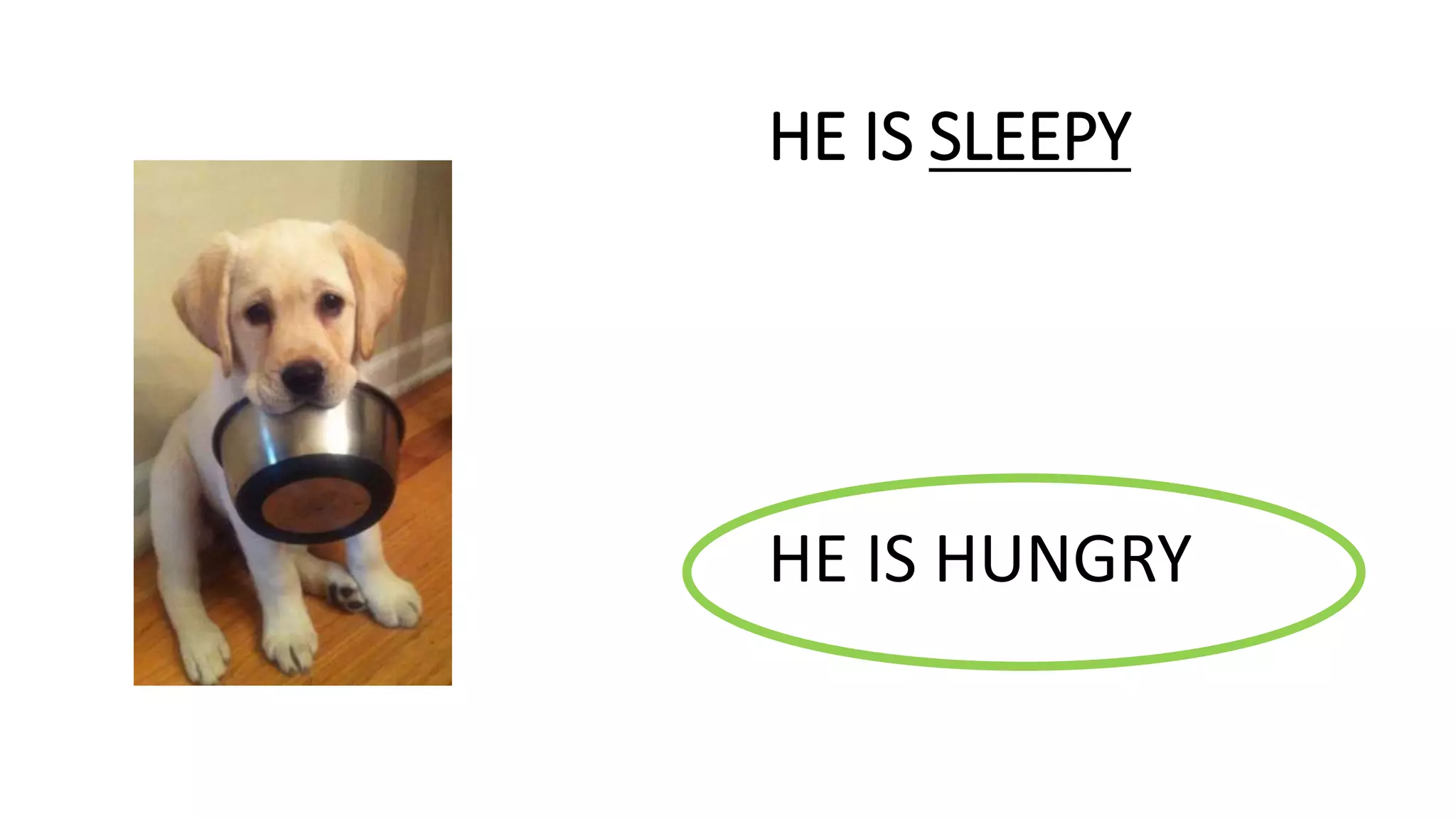 HE IS SLEEPY
HE IS HUNGRY