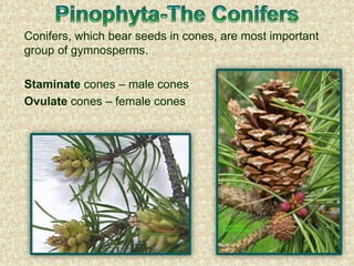 Conifers, which bear seeds in cones, are most important
group of gymnosperms.
Staminate cones – male cones
Ovulate cones – female cones
 