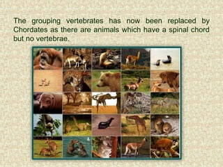 The grouping vertebrates has now been replaced by
Chordates as there are animals which have a spinal chord
but no vertebrae.
 