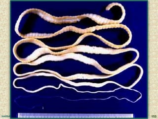 Institute of Earth Systems 153
 