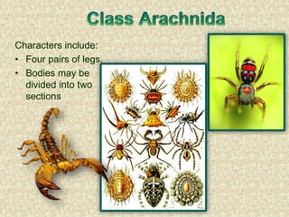 Characters include:
• Four pairs of legs.
• Bodies may be
divided into two
sections
 