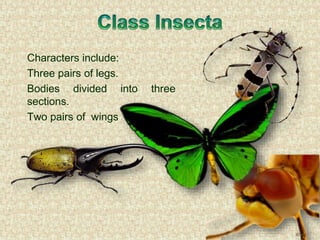 Characters include:
Three pairs of legs.
Bodies divided into three
sections.
Two pairs of wings
 
