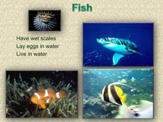Have wet scales
Lay eggs in water
Live in water
 