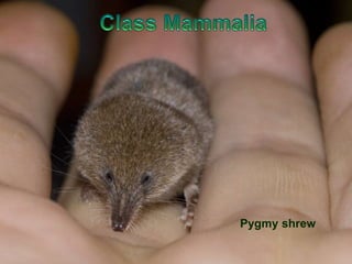 Pygmy shrew
 