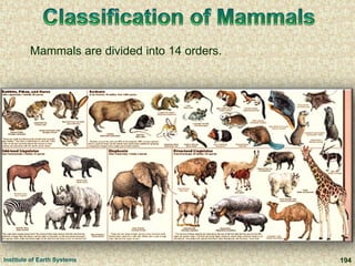 Mammals are divided into 14 orders.
Institute of Earth Systems 194
 