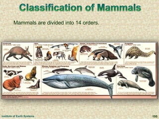 Mammals are divided into 14 orders.
Institute of Earth Systems 195
 
