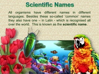Emp1003 biodiversity and classification | PPTX