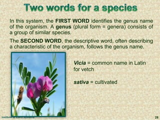 Institute of Earth Systems 28
In this system, the FIRST WORD identifies the genus name
of the organism. A genus (plural form = genera) consists of
a group of similar species.
The SECOND WORD, the descriptive word, often describing
a characteristic of the organism, follows the genus name.
Vicia = common name in Latin
for vetch
sativa = cultivated
 