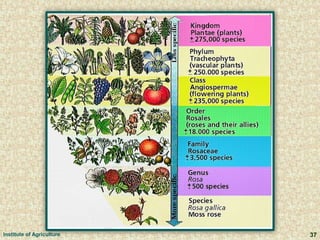 37Institute of Agriculture
 