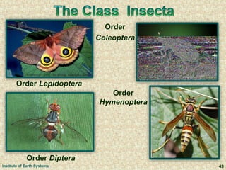 Order Diptera
43
Order Lepidoptera
Order
Hymenoptera
Order
Coleoptera
Institute of Earth Systems
 