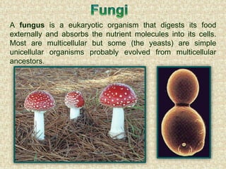 A fungus is a eukaryotic organism that digests its food
externally and absorbs the nutrient molecules into its cells.
Most are multicellular but some (the yeasts) are simple
unicellular organisms probably evolved from multicellular
ancestors.
 