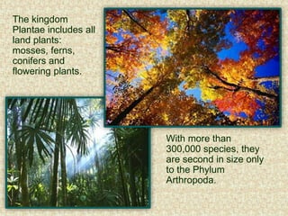 The kingdom
Plantae includes all
land plants:
mosses, ferns,
conifers and
flowering plants.
With more than
300,000 species, they
are second in size only
to the Phylum
Arthropoda.
 