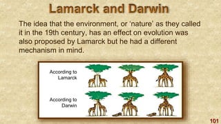 101
The idea that the environment, or ‘nature’ as they called
it in the 19th century, has an effect on evolution was
also proposed by Lamarck but he had a different
mechanism in mind.
According to
Lamarck
According to
Darwin
 