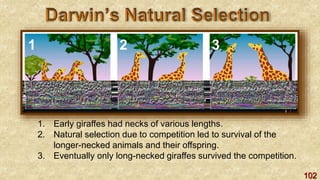 102
1. Early giraffes had necks of various lengths.
2. Natural selection due to competition led to survival of the
longer-necked animals and their offspring.
3. Eventually only long-necked giraffes survived the competition.
1 2 3
 