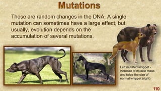 110
These are random changes in the DNA. A single
mutation can sometimes have a large effect, but
usually, evolution depends on the
accumulation of several mutations.
Left mutated whippet -
increase of muscle mass
and twice the size of
normal whippet (right)
 