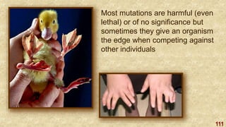 111
Most mutations are harmful (even
lethal) or of no significance but
sometimes they give an organism
the edge when competing against
other individuals
 
