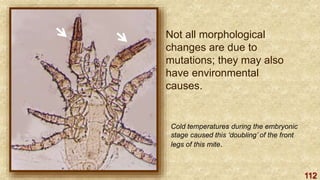 112
Not all morphological
changes are due to
mutations; they may also
have environmental
causes.
Cold temperatures during the embryonic
stage caused this ‘doubling’ of the front
legs of this mite.
 