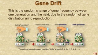 113
This is the random change of gene frequency between
one generation and the next, due to the random of gene
distribution uring reproduction.
The ratio of brown to green marbles “drifts” around (5:5, 6:4, 7:3, 4:6 . . .)
 