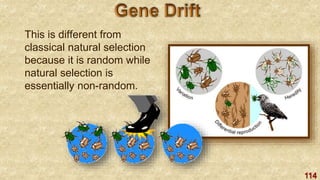 114
This is different from
classical natural selection
because it is random while
natural selection is
essentially non-random.
 