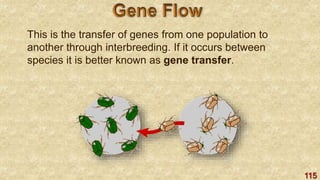 115
This is the transfer of genes from one population to
another through interbreeding. If it occurs between
species it is better known as gene transfer.
 