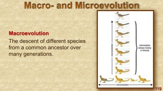 119
Macroevolution
The descent of different species
from a common ancestor over
many generations.
 