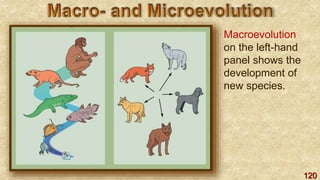 120
Macroevolution
on the left-hand
panel shows the
development of
new species.
 