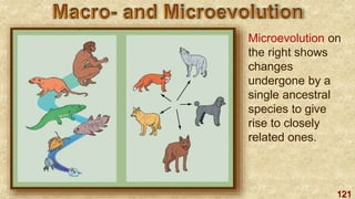 121
Microevolution on
the right shows
changes
undergone by a
single ancestral
species to give
rise to closely
related ones.
 