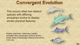 122
This occurs when two distinct
species with differing
ancestries evolve to display
similar physical features.
Dolphin (mammal), ichthyosaur (reptile),
swordfish (fish) and penguin (bird) all show a
similar shape (morphology) because they all live
in the sea.
 