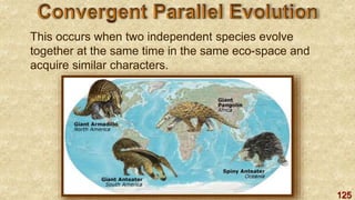 125
This occurs when two independent species evolve
together at the same time in the same eco-space and
acquire similar characters.
 