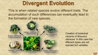 127
This is when related species evolve different traits. The
accumulation of such differences can eventually lead to
the formation of new species.
Creation of botanical
variants of Brassica
oleracea. In this case the
different types are not
species but varieties.
 