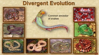 128
Common ancestor
of snakes
 