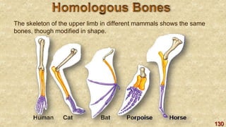 130
The skeleton of the upper limb in different mammals shows the same
bones, though modified in shape.
 