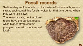 142
Sedimentary rock is made up of a series of horizontal layers or
strata, each containing fossils typical for that time period when
they were laid down.
The lowest strata, i.e. the oldest
rocks, have the earliest fossils
while higher strata contain
younger rocks with more recent
fossils.
 