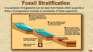 143
A succession of organisms can be seen from fossils which supports a
theory of progressive increase in complexity of these organisms.
 