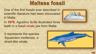 146
One of the first fossils ever described in
scientific literature had been discovered
in Malta.
In 1670, Agostino Scilla illustrated three
teeth in a fossil whale jaw from Malta.
It represents the species
Squalodon melitensis, a
shark-like whale.
 