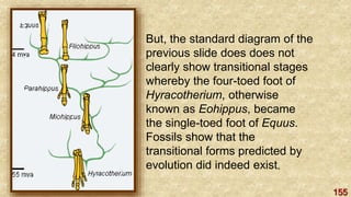155
But, the standard diagram of the
previous slide does does not
clearly show transitional stages
whereby the four-toed foot of
Hyracotherium, otherwise
known as Eohippus, became
the single-toed foot of Equus.
Fossils show that the
transitional forms predicted by
evolution did indeed exist.
 