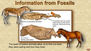 157
The teeth of extinct animals allow us to find out what
they were eating and how they lived.
 