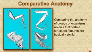 159
Comparing the anatomy
of groups of organisms
reveals that certain
structural features are
basically similar.
 