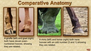 162
A giraffe (left) and goat (right)
both have cloven even-
numbered hooves, showing
they are related.
A rhino (left) and horse (right) both have
hooves with an odd number (3 and 1) showing
they are related.
 