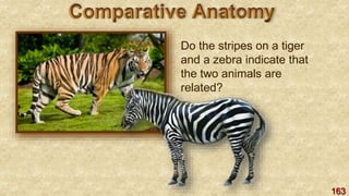 163
Do the stripes on a tiger
and a zebra indicate that
the two animals are
related?
 