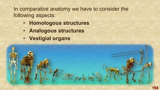 164
In comparative anatomy we have to consider the
following aspects:
• Homologous structures
• Analogous structures
• Vestigial organs
 