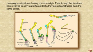 167
Homologous structures having common origin. Even though the forelimbs
have evolved to carry out different tasks they are all constructed from the
same bones.
 
